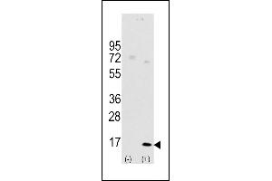 Western blot analysis of LC3 (G8a) (arrow) using rabbit polyclonal Autophagy LC3 Antibody (G8a)  1801d. (MAP1LC3A Antikörper  (AA 91-117))