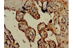 Immunohistochemistry of paraffin-embedded human placenta tissue using ABIN7142284 at dilution of 1:100 (HSD3B1 Antikörper  (AA 127-267))