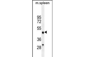 LZP Antibody (ABIN655394 and ABIN2844942) western blot analysis in mouse spleen tissue lysates (35 μg/lane).