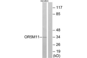 Western Blotting (WB) image for anti-Olfactory Receptor, Family 5, Subfamily M, Member 11 (OR5M11) (C-Term) antibody (ABIN1853270) (OR5M11 Antikörper  (C-Term))