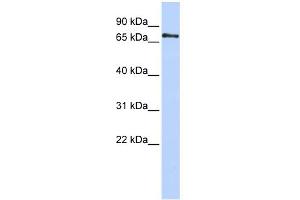 WB Suggested Anti-PHACTR1 Antibody Titration: 0.