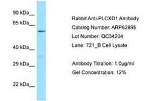 Image no. 1 for anti-Phosphatidylinositol-Specific phospholipase C, X Domain Containing 1 (PLCXD1) (AA 220-269) antibody (ABIN6749957) (PLCXD1 Antikörper  (AA 220-269))