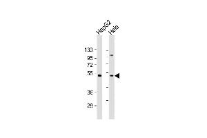 All lanes : Anti-ZFP2 Antibody (C-Term) at 1:2000 dilution Lane 1: HepG2 whole cell lysate Lane 2: Hela whole cell lysate Lysates/proteins at 20 μg per lane. (ZFP2 Antikörper  (AA 379-411))