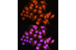 Immunofluorescence analysis of HeLa cells using ADK Rabbit pAb (ABIN7265463) at dilution of 1:100. (ADK Antikörper  (AA 200-345))