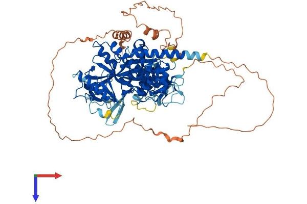 TTLL11 Protein (AA 1-727) (His tag)