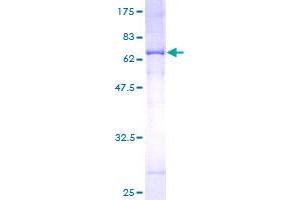 MTCH1 Protein (AA 1-363) (GST tag)