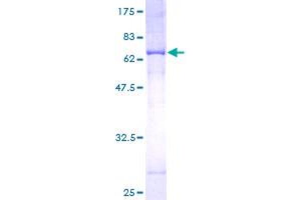 MTCH1 Protein (AA 1-363) (GST tag)