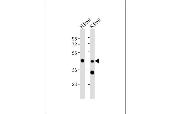 WIPF3 anticorps  (N-Term)