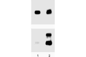 A431 (ATCC CRL-1555) cells were either left untreated (lane 1) or treated (lane 2) with 100 ng/ml EGF for 5 minutes at 37°C. (ERK1/2 Antikörper  (pThr202))