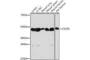Western blot analysis of extracts of various cell lines, using CXCR5 Rabbit mAb (ABIN7266321) at 1:1000 dilution. (CXCR5 Antikörper)