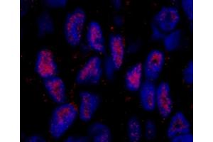 Immunofluorescence (IF) image for anti-Mastermind-Like 2 (MAML2) (C-Term) antibody (ABIN7448985) (MAML2 Antikörper  (C-Term))