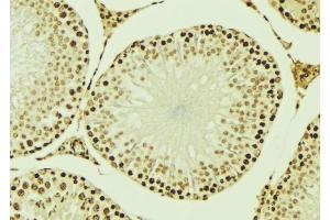 ABIN6276947 at 1/100 staining Mouse testis tissue by IHC-P. (RUVBL2 Antikörper  (Internal Region))