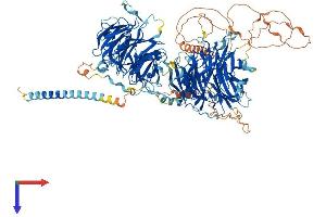 STXBP5 Protein (AA 1-1151) (His tag)