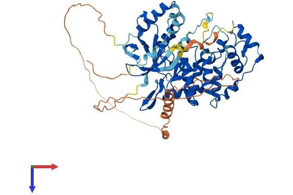 Nemo-Like Kinase Protein (NLK) (AA 1-527) (His tag)