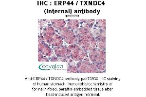 Image no. 2 for anti-Endoplasmic Reticulum Protein 44 (ERP44) (Internal Region) antibody (ABIN1734141)