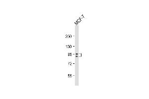 Anti-GSN Antibody (N-term)at 1:2000 dilution + MCF-7 whole cell lysates Lysates/proteins at 20 μg per lane. (Gelsolin Antikörper  (N-Term))