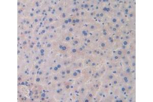 IHC-P analysis of Mouse Liver Tissue, with DAB staining. (LAMa4 Antikörper  (AA 745-940))