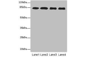 Western blot All lanes: EPS15L1antibody at 4. (EPS15L1 Antikörper  (AA 585-864))