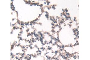 IHC-P analysis of Mouse Tissue, with DAB staining. (ECM1 Antikörper  (AA 20-434))