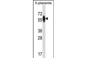 P4HA3 Antibody (Center) (ABIN657608 and ABIN2846605) western blot analysis in human placenta tissue lysates (35 μg/lane). (P4HA3 Antikörper  (AA 274-303))