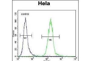 LDLRAD2 Antibody (Center) (ABIN656521 and ABIN2845790) flow cytometric analysis of Hela cells (right histogram) compared to a negative control cell (left histogram). (LDLRAD2 Antikörper  (AA 132-160))
