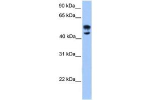 WB Suggested Anti-DEAF1 Antibody Titration:  0. (DEAF1 Antikörper  (N-Term))