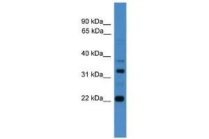 WB Suggested Anti-AMZ2 Antibody Titration: 0. (AMZ2 Antikörper  (C-Term))