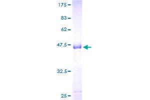 Prolactin Protein (PRL) (AA 29-227) (GST tag)