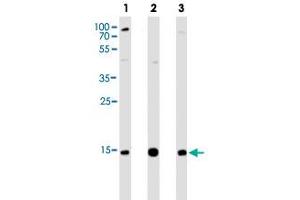 Western blot analysis of Lane 1: Hela cell line lysates Lane 2: THP-1 cell line lysates Lane 3: A431 cell line lysates reacted with VAMP8 monoclonal antibody  at 1:1000 dilution. (VAMP8 Antikörper  (N-Term))