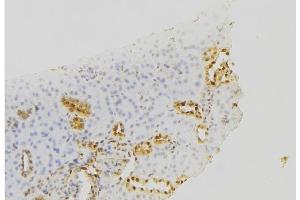ABIN6279655 at 1/100 staining Mouse kidney tissue by IHC-P. (PIGC Antikörper  (Internal Region))