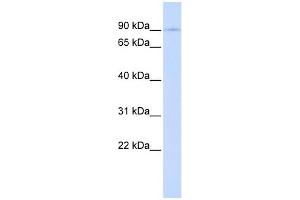 WB Suggested Anti-LONRF2 Antibody Titration:  0. (LONRF2 Antikörper  (Middle Region))
