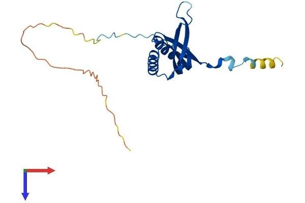 MRPS10 Protein (AA 1-201) (His tag)