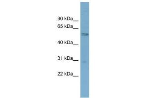WB Suggested Anti-SLC7A11 Antibody Titration:  0.