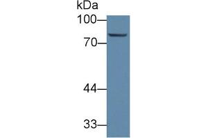 Western Blot; Sample: Porcine Liver lysate; Primary Ab: 1µg/ml Rabbit Anti-Human ABCB10 Antibody Second Ab: 0.