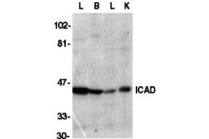 Western Blotting (WB) image for anti-DNA Fragmentation Factor, 45kDa, alpha Polypeptide (DFFA) (C-Term) antibody (ABIN1030428) (DFFA Antikörper  (C-Term))