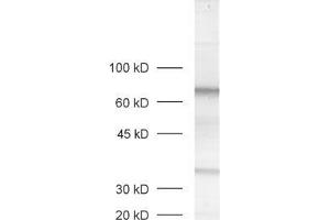 dilution: 1 : 1000, sample: rat retina extract (MPP4 Antikörper  (AA 197-216))