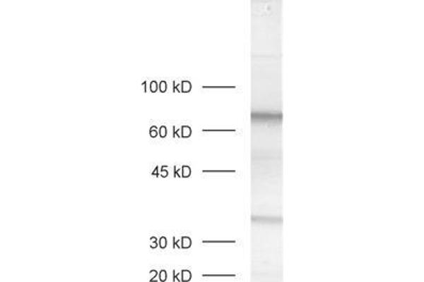MPP4 antibody  (AA 197-216)