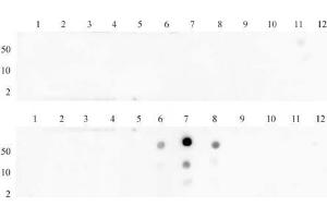 Histone H3 dimethyl Lys27 antibody (pAb) tested by dot blot analysis. (Histone 3 Antikörper  (H3K27me2))