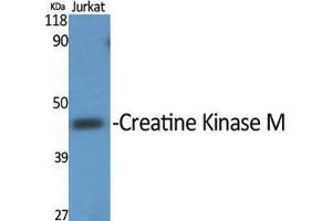 Western Blot (WB) analysis of specific cells using Creatine Kinase M Polyclonal Antibody.