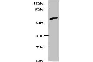 Western blot All lanes: RBBP5 antibody at 6 μg/mL + HepG2 whole cell lysate Secondary Goat polyclonal to rabbit IgG at 1/10000 dilution Predicted band size: 60, 56 kDa Observed band size: 60 kDa (RBBP5 Antikörper  (AA 319-538))