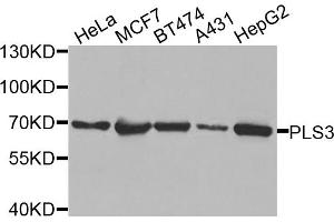 Western blot analysis of extracts of various cell lines, using PLS3 antibody.