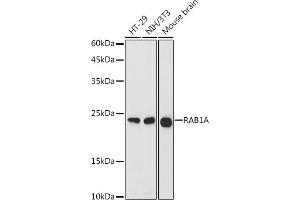 Western blot analysis of extracts of various cell lines, using RA antibody (ABIN7269798) at 1:1000 dilution. (RAB1A Antikörper  (AA 1-205))