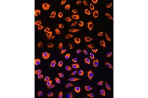 Immunofluorescence analysis of L929 cells using PCDHB4 Rabbit pAb (ABIN7269735) at dilution of 1:100. (PCDHb4 Antikörper  (AA 28-300))