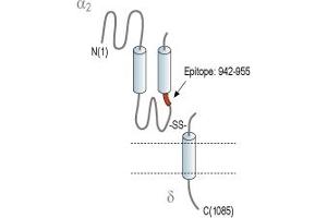 Representative domain view of the target of ABIN7581838.