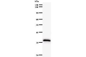 Western Blotting (WB) image for anti-Inhibitor of DNA Binding 2 (Id2) antibody (ABIN931106)