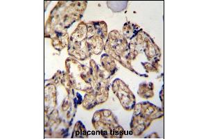 LRRC45 Antibody (C-term) (ABIN655315 and ABIN2844894) immunohistochemistry analysis in formalin fixed and paraffin embedded human placenta tissue followed by peroxidase conjugation of the secondary antibody and DAB staining. (LRRC45 Antikörper  (C-Term))