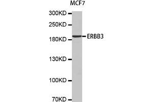 Western Blotting (WB) image for anti-Receptor Tyrosine-Protein Kinase ErbB-3 (ERBB3) antibody (ABIN1876761) (ERBB3 Antikörper)
