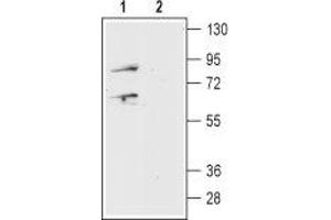 Prokineticin Receptor 1 Antikörper  (Extracellular, N-Term)