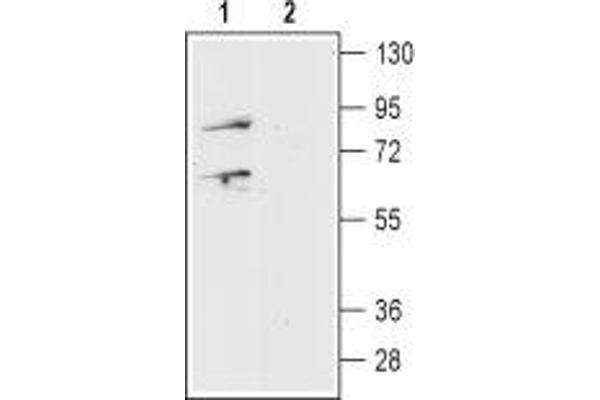 Prokineticin Receptor 1 Antikörper  (Extracellular, N-Term)