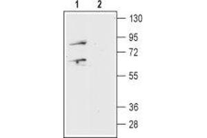Western blot analysis of mouse brain lysate: - 1. (Prokineticin Receptor 1 Antikörper  (Extracellular, N-Term))